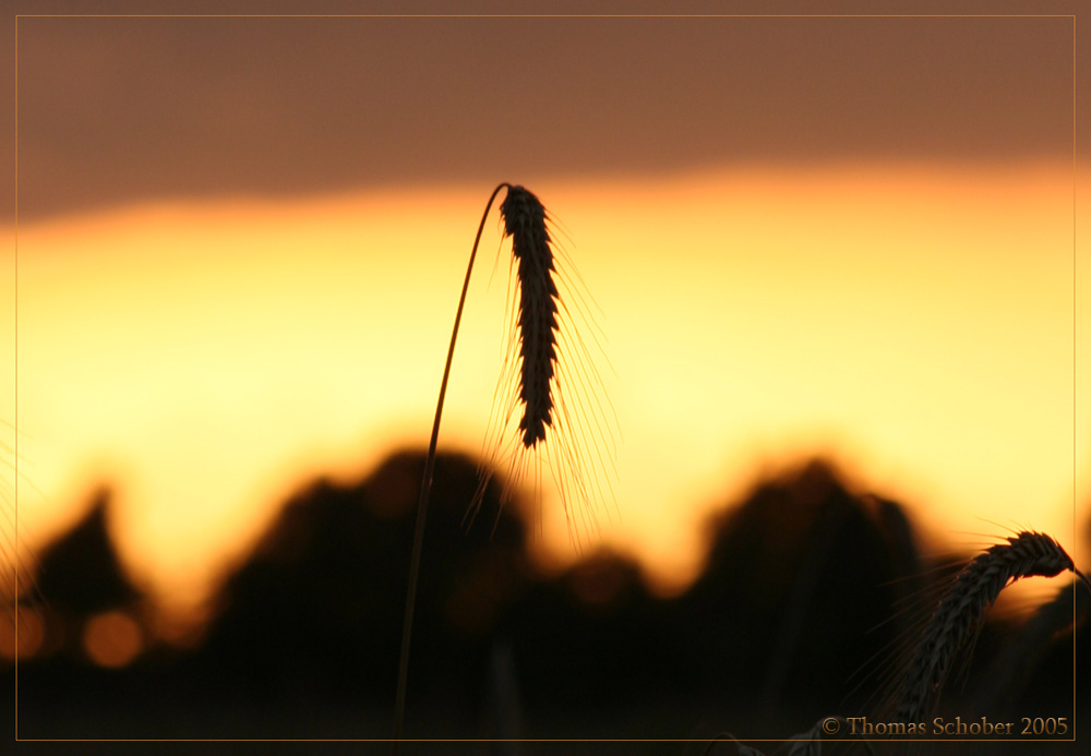 "Kornfeld am Abend"