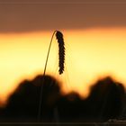 "Kornfeld am Abend"