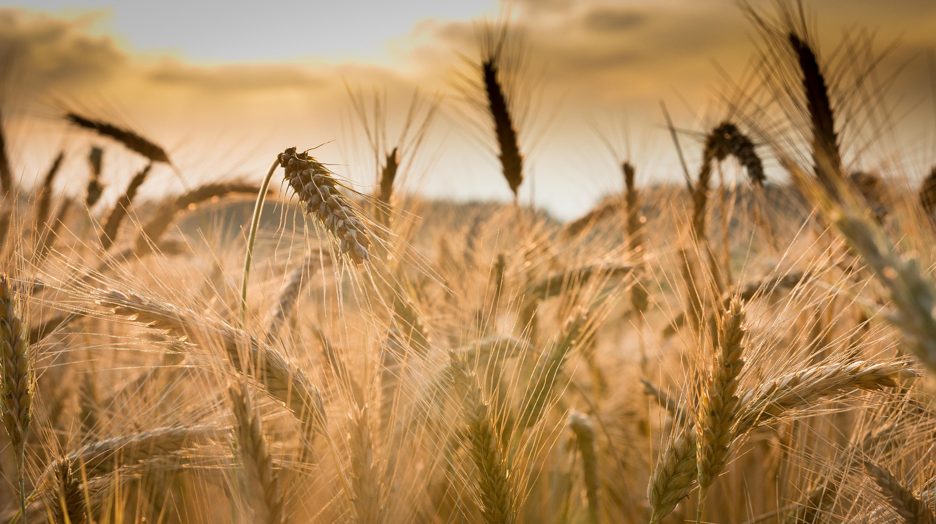 Kornfeld am Abend