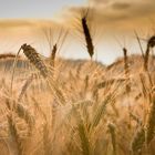 Kornfeld am Abend