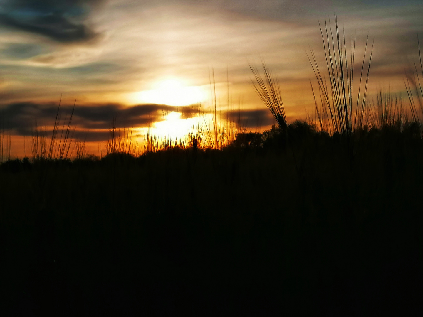 Kornfeld am Abend 