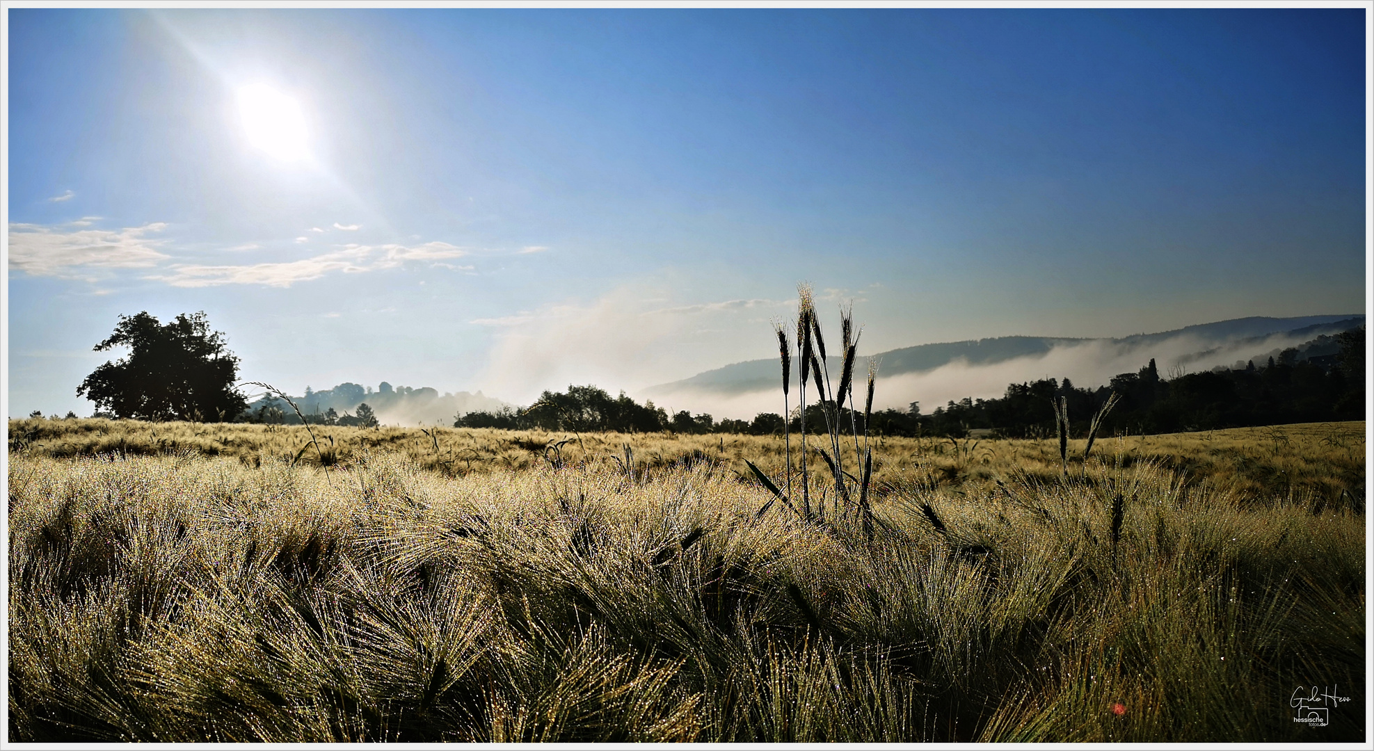 Kornfeld am Morgen