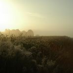 Kornfeld am Morgen