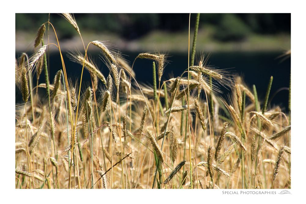 Kornfeld am See