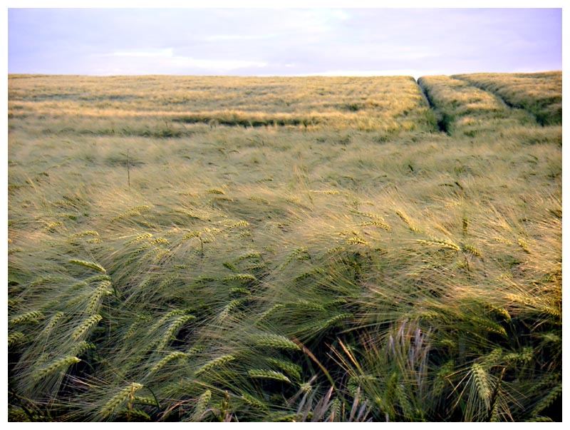 Kornfeld an der Ostsee...