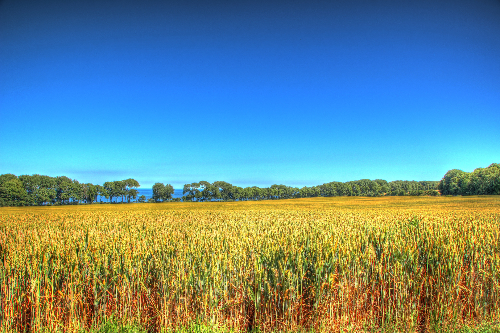 Kornfeld auf Fehmarn