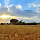 Kornfeld auf Mallorca