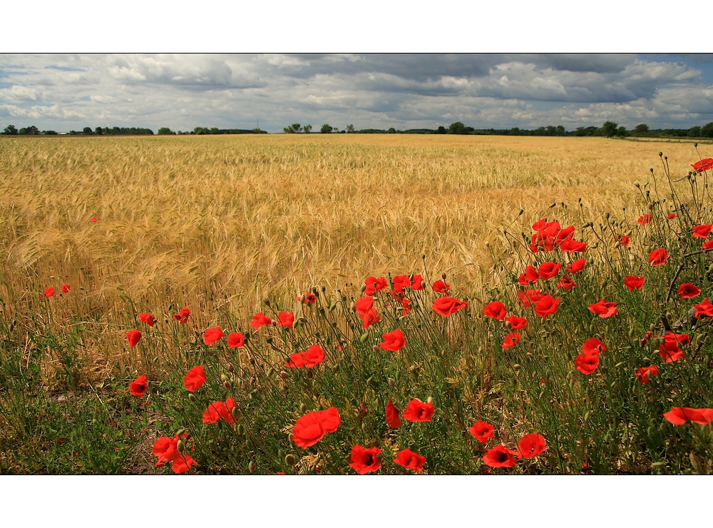 Kornfeld auf Öland