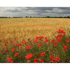 Kornfeld auf Öland