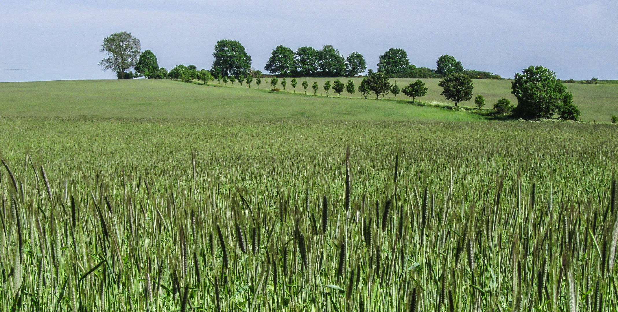 Kornfeld auf Usedom