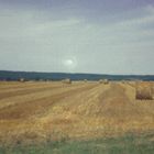 Kornfeld Auvergne, Frankreich