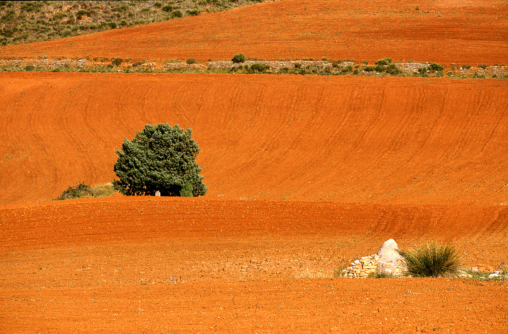 Kornfeld bearbeitet  im Sommer