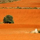 Kornfeld bearbeitet  im Sommer