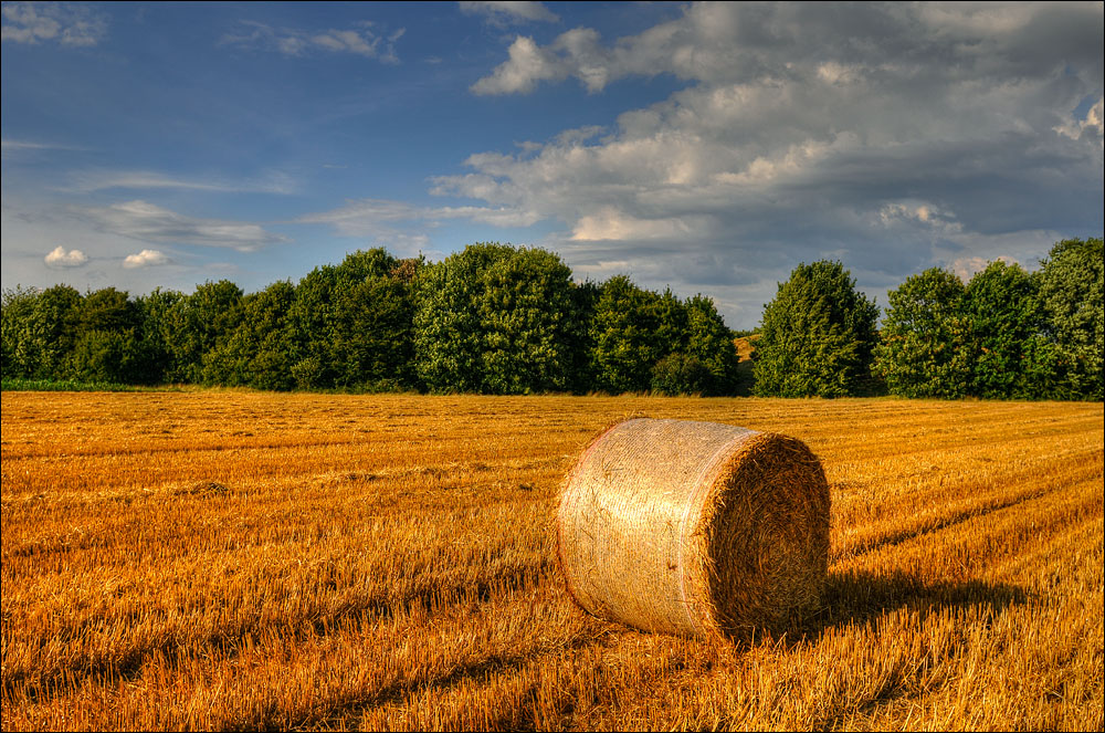 Kornfeld bei Bonn