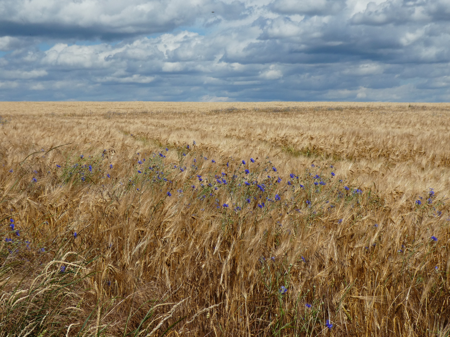 Kornfeld bei Germerode