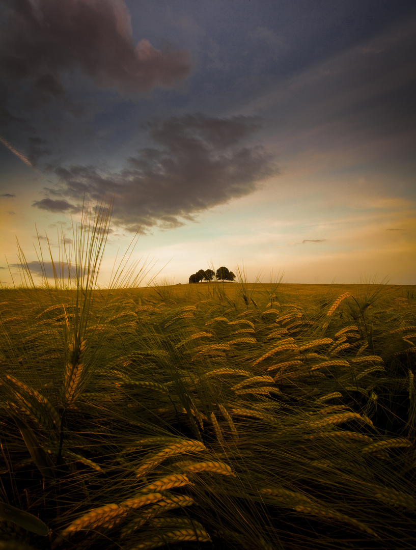 Kornfeld bei Herkheim im Ries