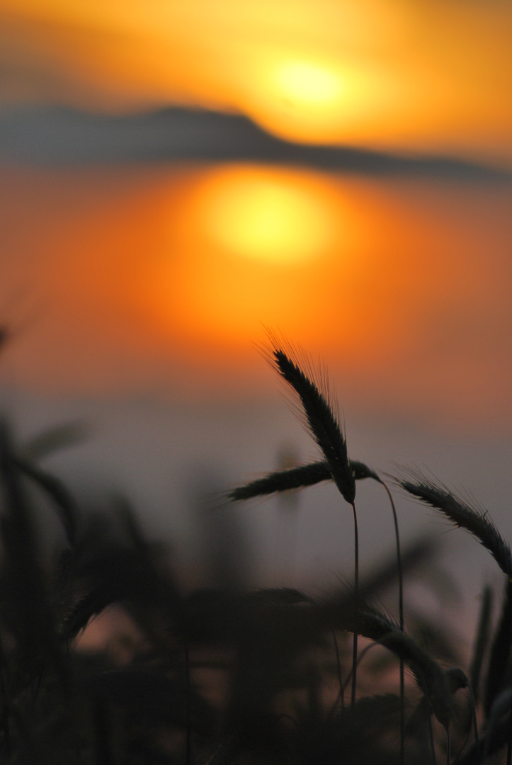 Kornfeld bei Sonnenuntergang