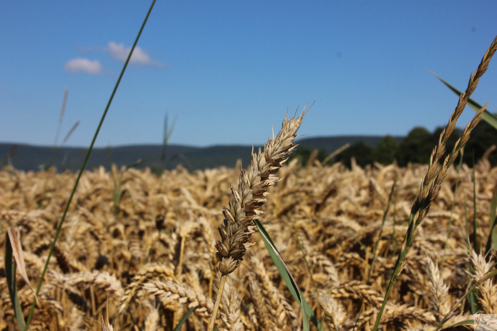 Kornfeld bei Springe (Deister)