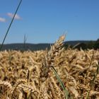 Kornfeld bei Springe (Deister)