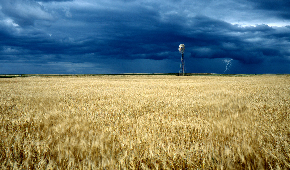 Kornfeld bei Sturm von Markus Ottiger