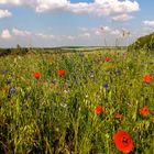 Kornfeld bei Timmenrode