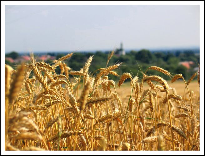 Kornfeld beim St. Annaberg