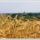 Kornfeld beim St. Annaberg