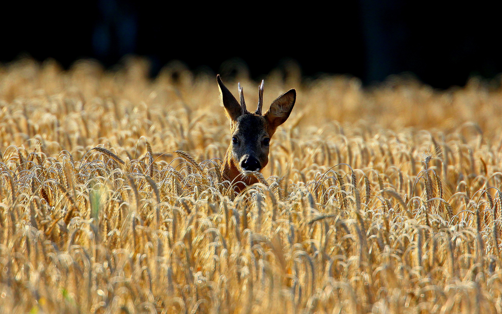 Kornfeld :D