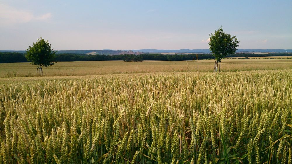 Kornfeld von PattPictures 