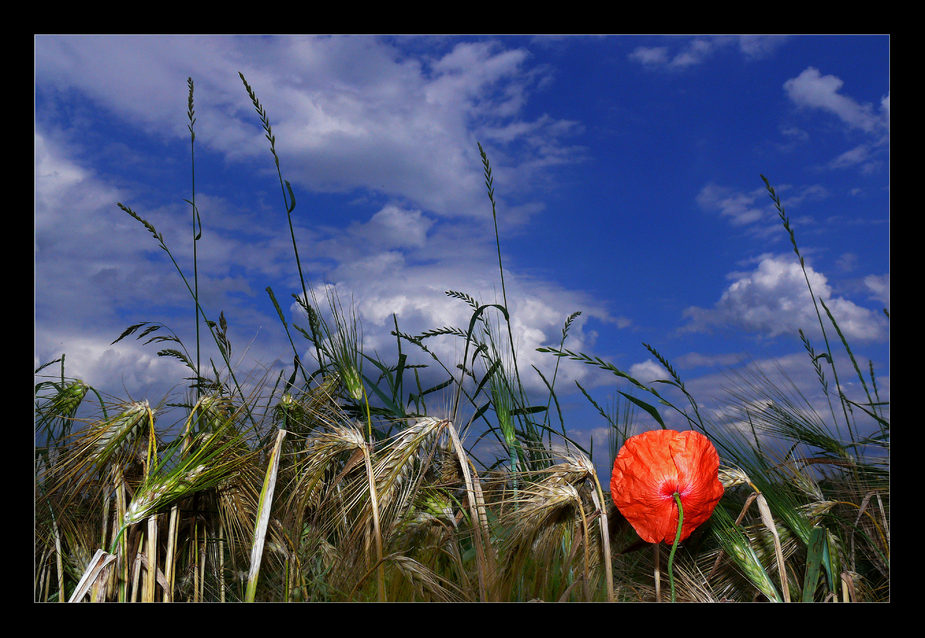 Kornfeld