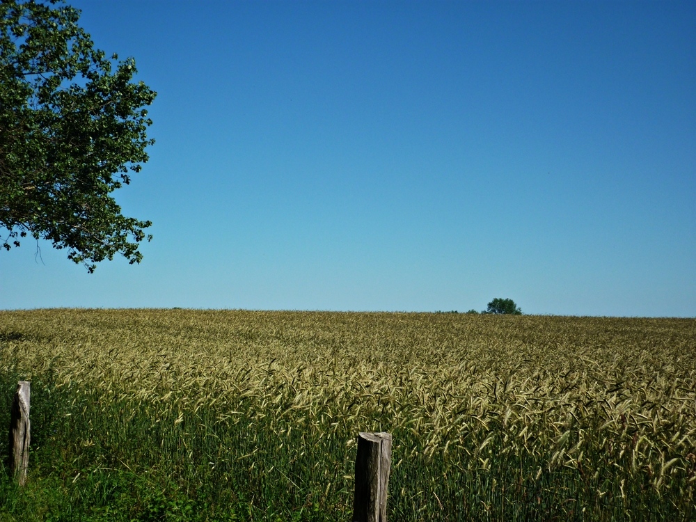 Kornfeld