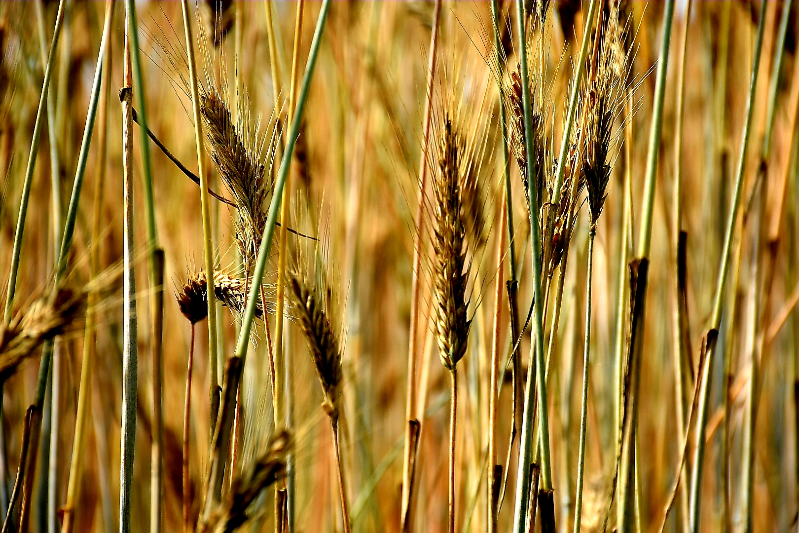 Kornfeld - Halme und Ähren 