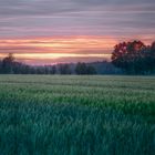 Kornfeld HDR