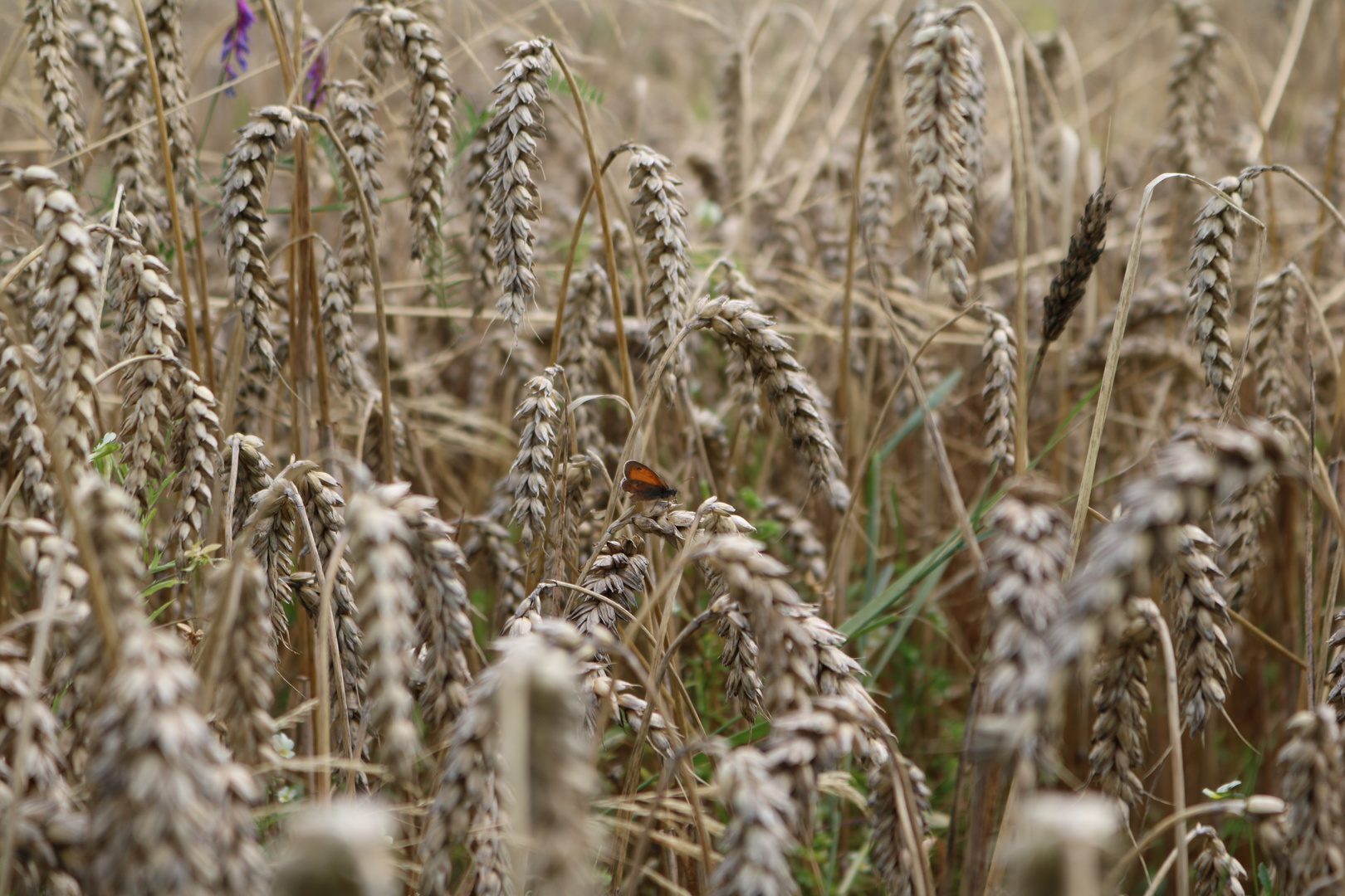 Kornfeld (HERBST 2016)