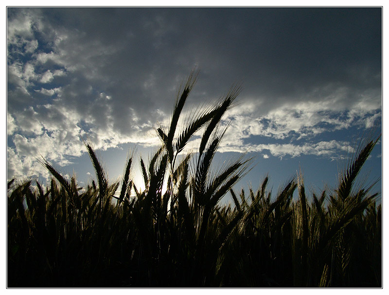 Kornfeld im Abendlicht