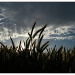 Kornfeld im Abendlicht