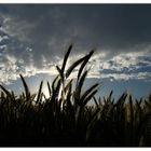 Kornfeld im Abendlicht