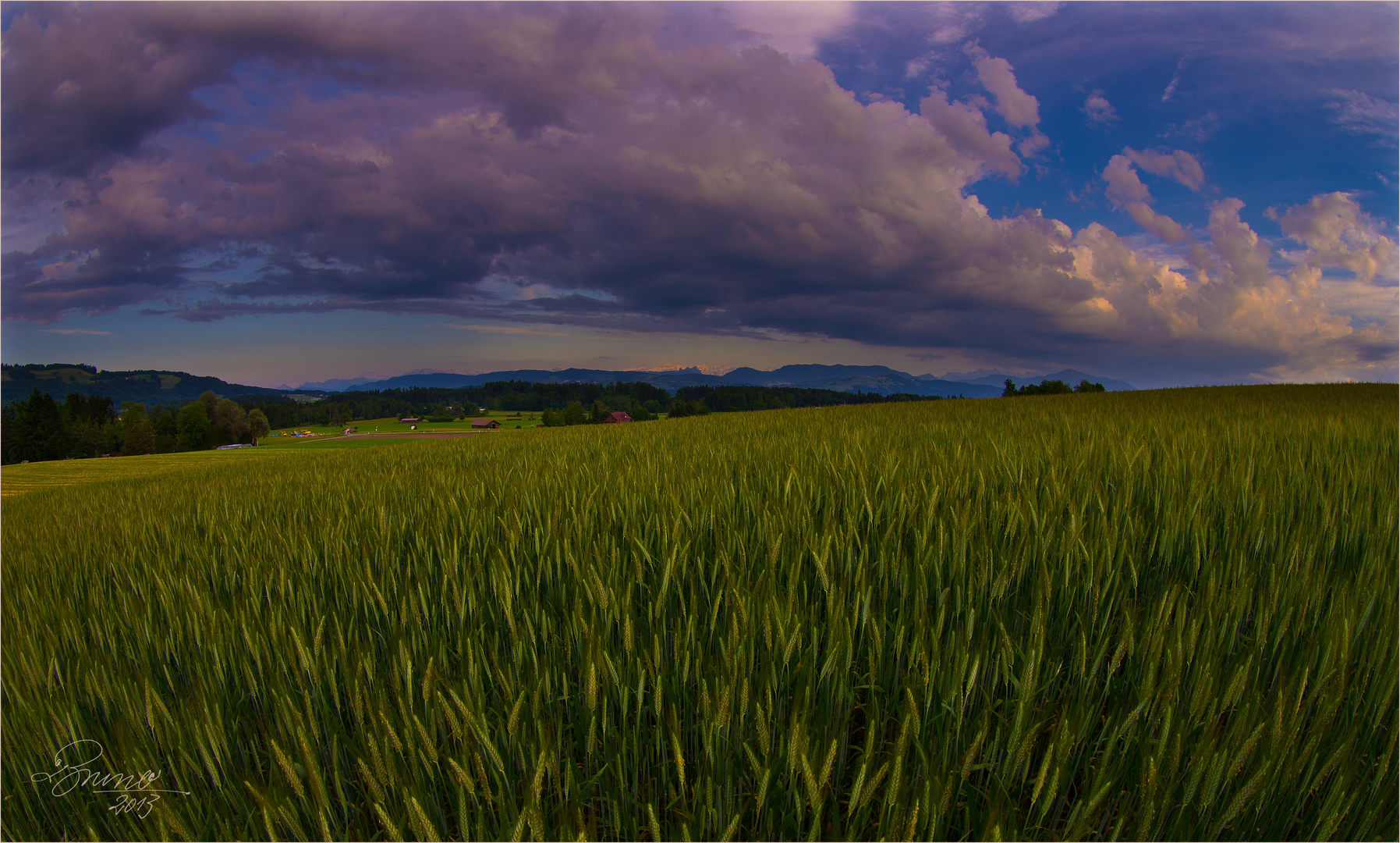 Kornfeld im Abendlicht