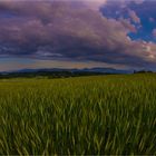 Kornfeld im Abendlicht