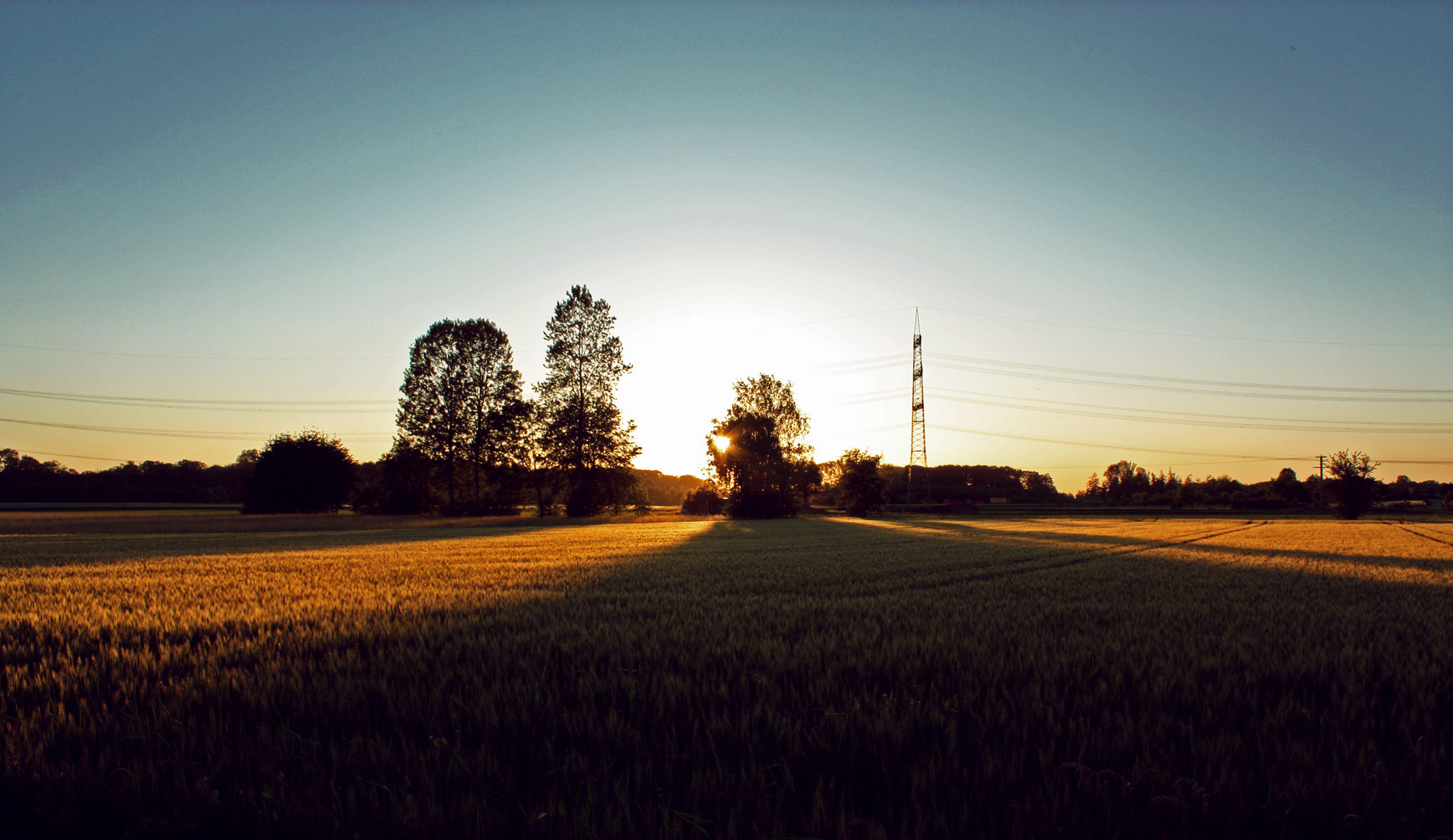 Kornfeld im Abendlicht