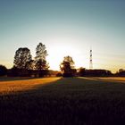 Kornfeld im Abendlicht