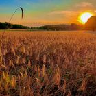 Kornfeld im Abendlicht