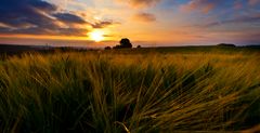 Kornfeld im ersten Licht