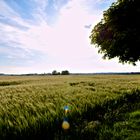 Kornfeld im Gegenlicht