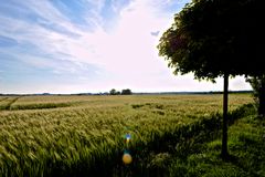 Kornfeld im Gegenlicht