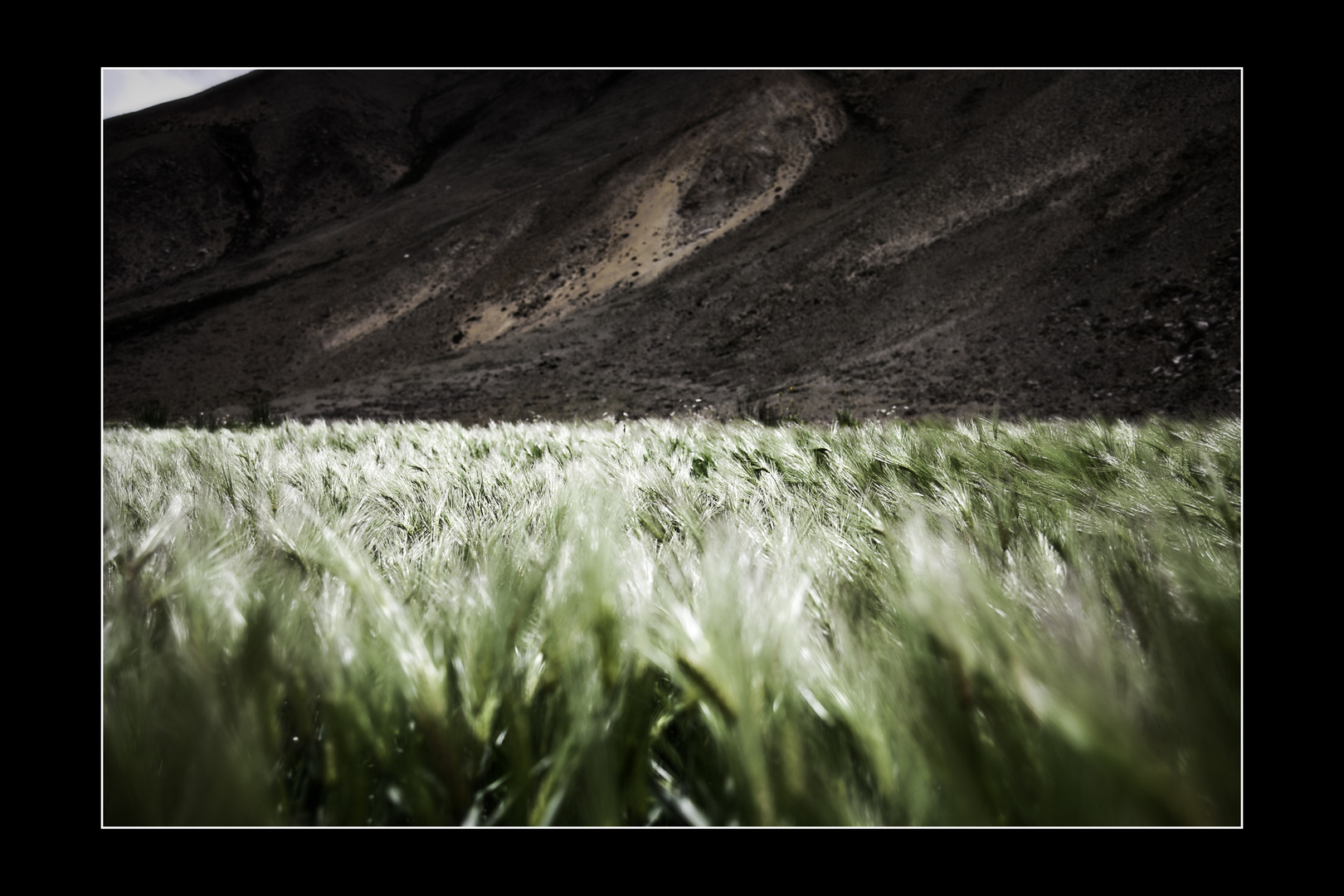 Kornfeld im Hochland von Tibet