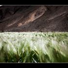 Kornfeld im Hochland von Tibet