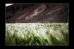 Kornfeld im Hochland von Tibet