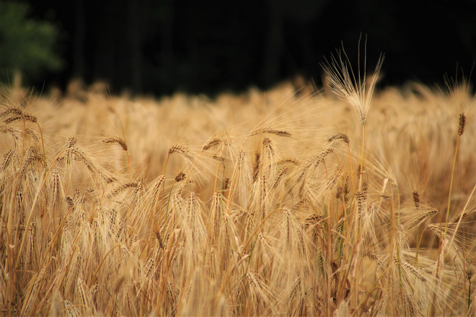 Kornfeld im Juli