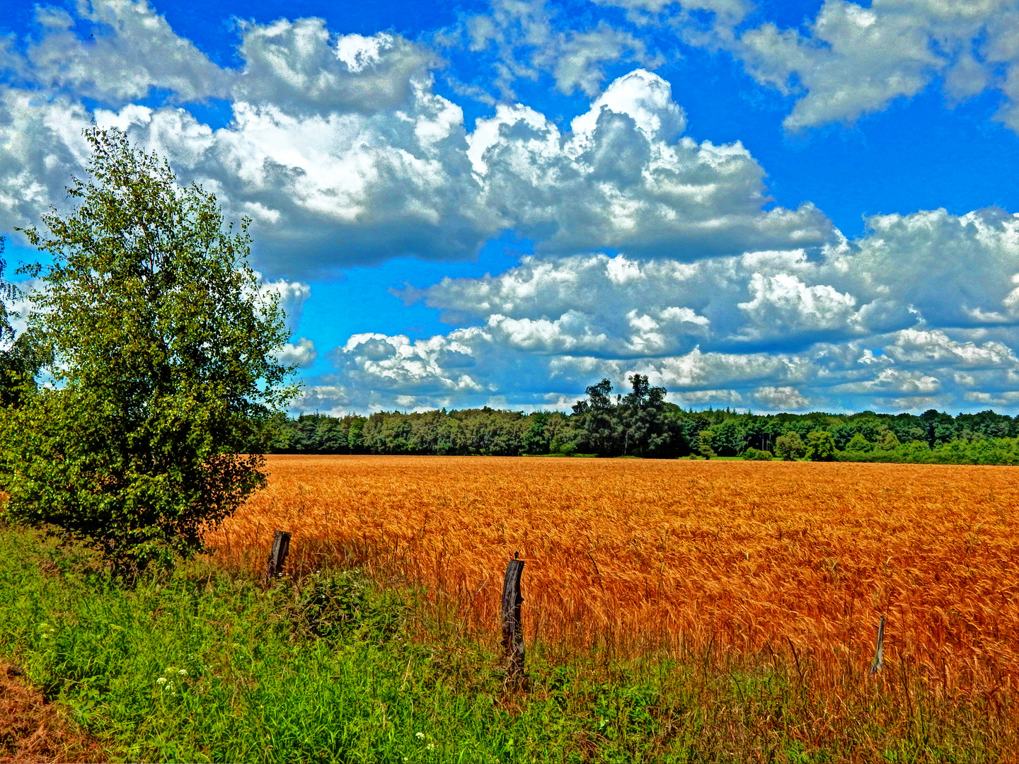 Kornfeld im Juni